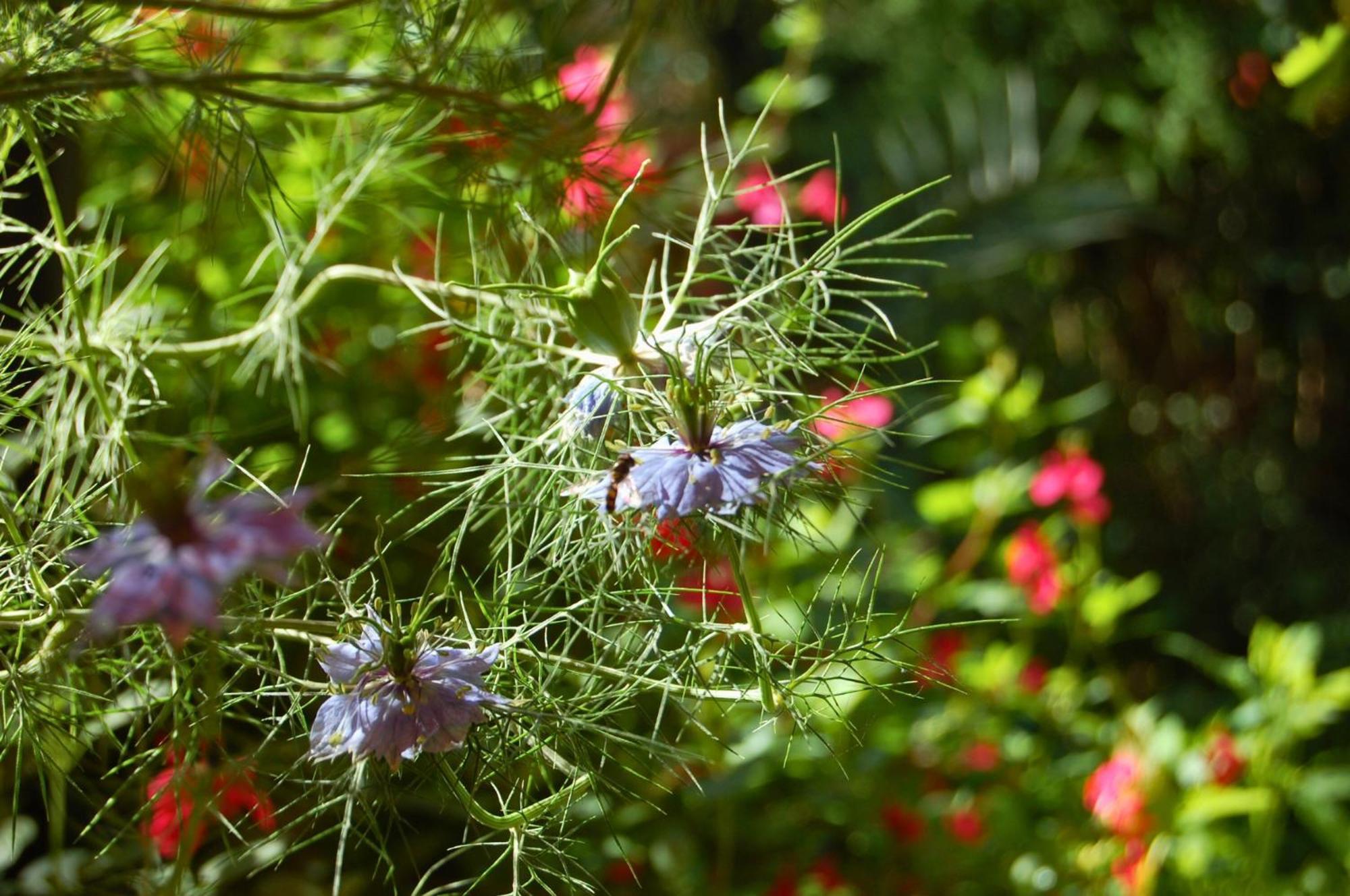 Sabran La Bucolique, Chambres Et Jardin D'Hotes المظهر الخارجي الصورة